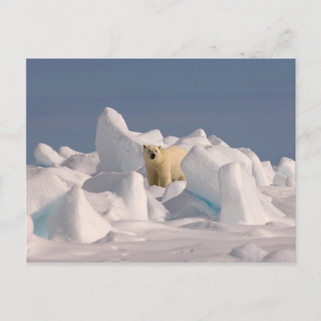 Eisbär, Ursus maritimus, in Roheis Postkarte (Vorderseite)