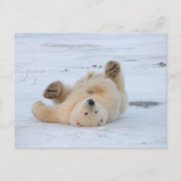 Eisbär, Ursus maritimus, Junges, das 3 rollt