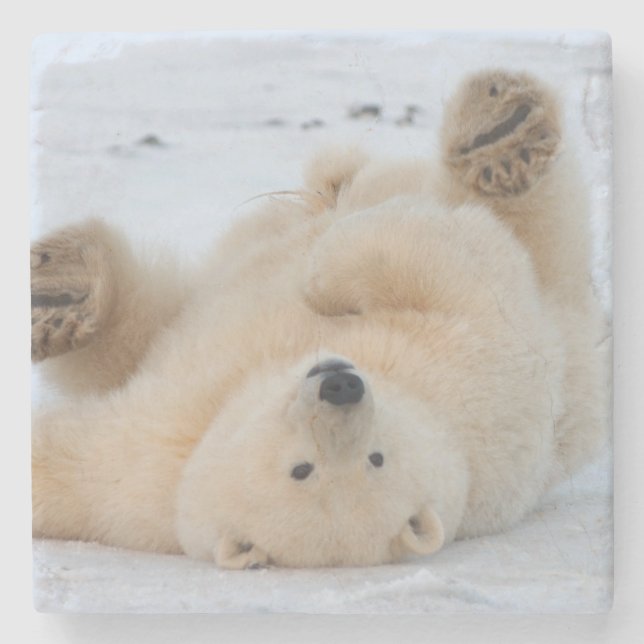 Eisbär, Ursus maritimus, Junges, das 3 rollt Steinuntersetzer (Vorderseite)