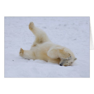 Eisbär, Ursus maritimus, Jungtier rollt