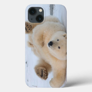 Eisbär, Ursus maritimus, Jungtier rollt 3 iPhone 13 Hülle