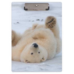 Eisbär, Ursus maritimus, Jungtier rollt 3 Klemmbrett