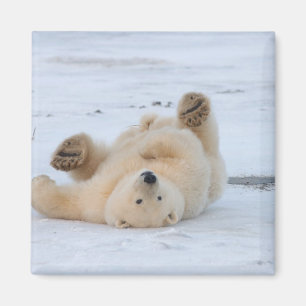 Eisbär, Ursus maritimus, Jungtier rollt 3 Magnet