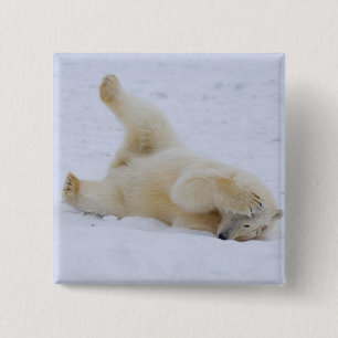 Eisbär, Ursus maritimus, Jungtier rollt Button