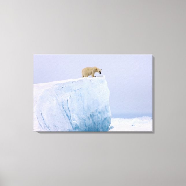 Eisbär, Ursus maritimus Leinwanddruck (Vorderseite)