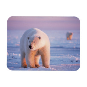 Eisbär, Ursus maritimus Magnet