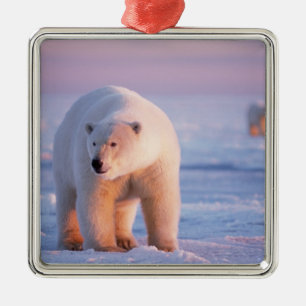 Eisbär, Ursus maritimus Ornament Aus Metall