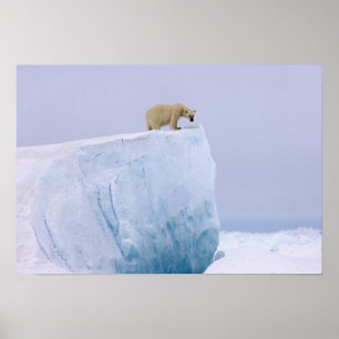 Eisbär, Ursus maritimus Poster