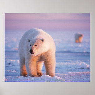 Eisbär, Ursus maritimus Poster