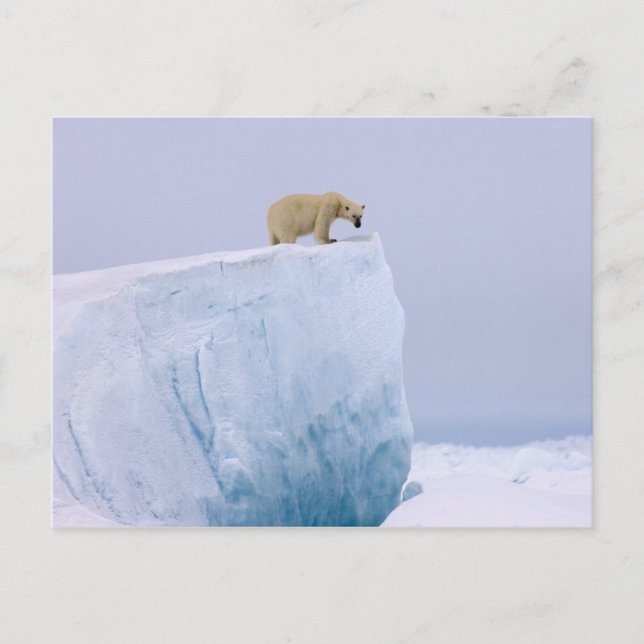Eisbär, Ursus maritimus Postkarte (Vorderseite)