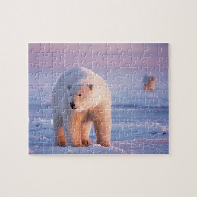 Eisbär, Ursus maritimus Puzzle (Horizontal)