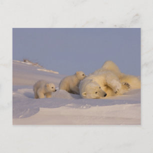Eisbär, Ursus maritimus, Sau, die mit spielt Postkarte