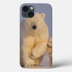 Eisbär, Ursus maritimus, Sau mit neugeborenen 3 Case-Mate iPhone Hülle