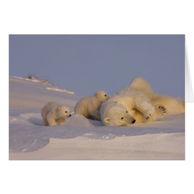 Eisbär, Ursus maritimus, Sauen spielen (Vorderseite (Horizontal))