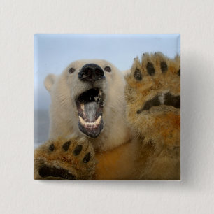 Eisbär, Ursus maritimus, schaut neugierig Button