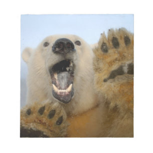 Eisbär, Ursus maritimus, schaut neugierig Notizblock