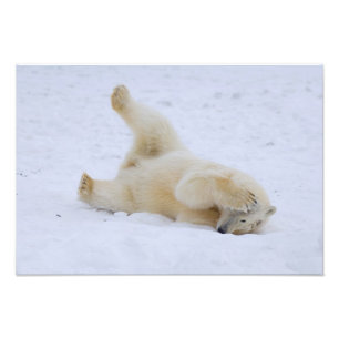 Eisbär, Ursus maritimus, würzig Fotodruck