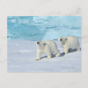 Eisbär, zwei Tassen auf Packeis, Ursus Postkarte
