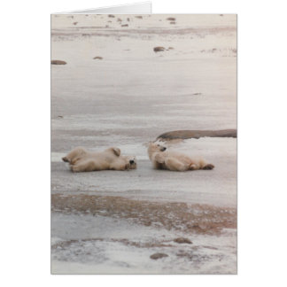 Eisbären am Strand