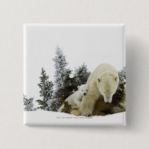 Eisbären an Wapusk Nationalpark Button