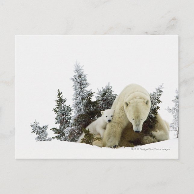 Eisbären an Wapusk Nationalpark Postkarte (Vorderseite)