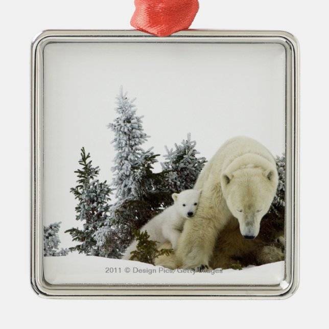 Eisbären an Wapusk Nationalpark Silbernes Ornament (Vorne)