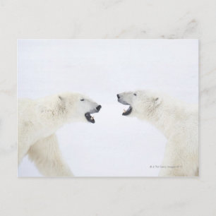 Eisbären, die nach dem Spielen auf Schnee stehend Postkarte