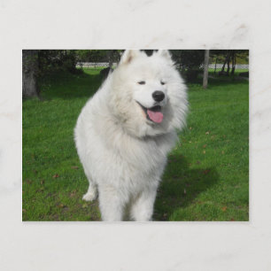 Eisbären... Postkarte