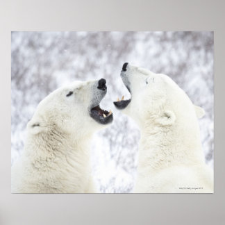 Eisbären spielen im Schnee Poster