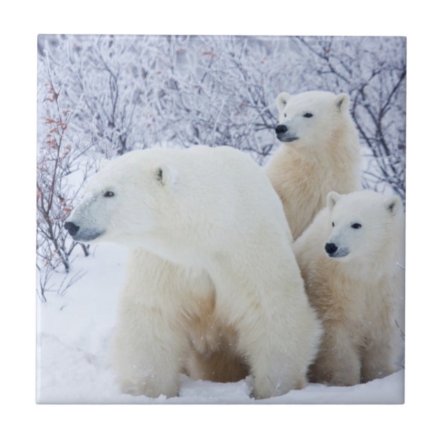 Eisbären und zwei Junge Fliese (Vorderseite)