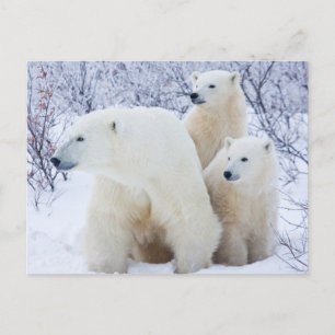 Eisbären und zwei Junge Postkarte