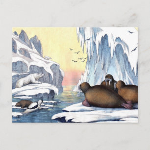 Eisbären, Walrosse und Robben Postkarte
