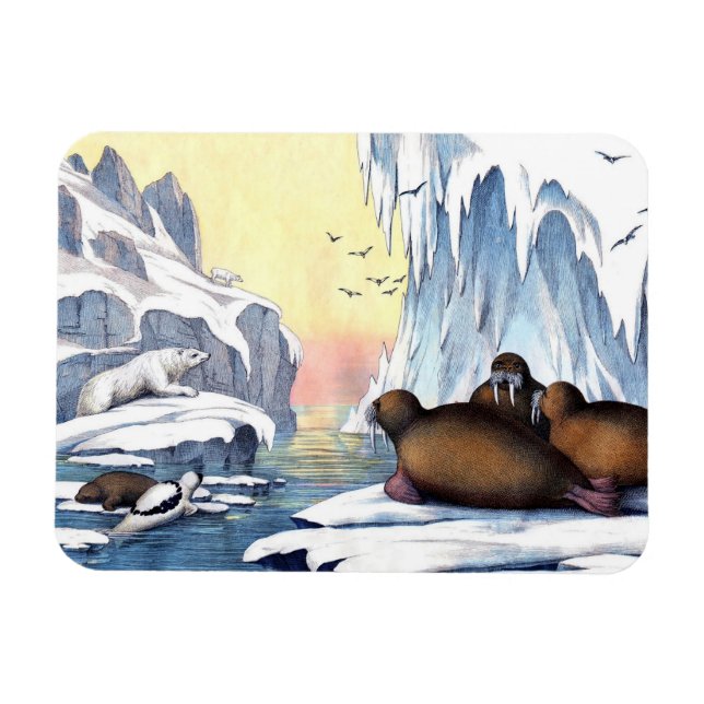 Eisbären, Walrus und Siegel Magnet (Horizontal)