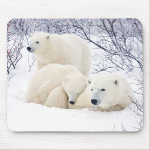 Eisbären Weibchen und zwei Junge 3 Mousepad