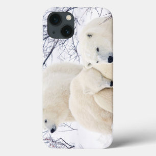 Eisbären Weibchen und zwei Junge Case-Mate iPhone Hülle