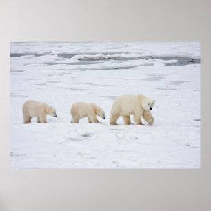 Eisbären Weibchen und zwei Junge Poster