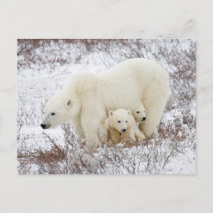 Eisbären Weibchen und zwei Junge Postkarte