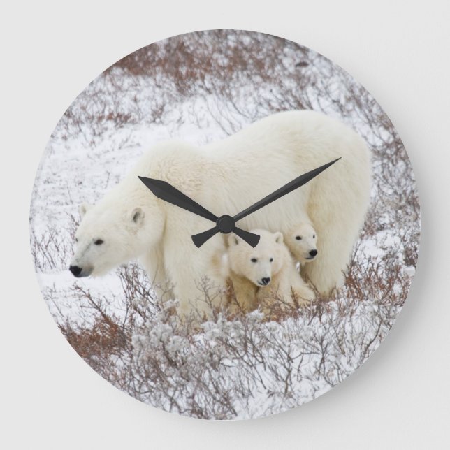 Eisbären weiblich und zwei Junge Große Wanduhr (Vorderseite)