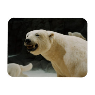 Eisbärengras Magnet
