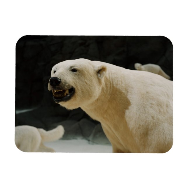 Eisbärengras Magnet (Horizontal)