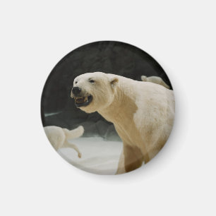 Eisbärengras Magnet