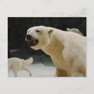 Eisbärengras Postkarte