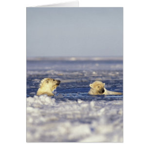 Eisbärenjunge spielen