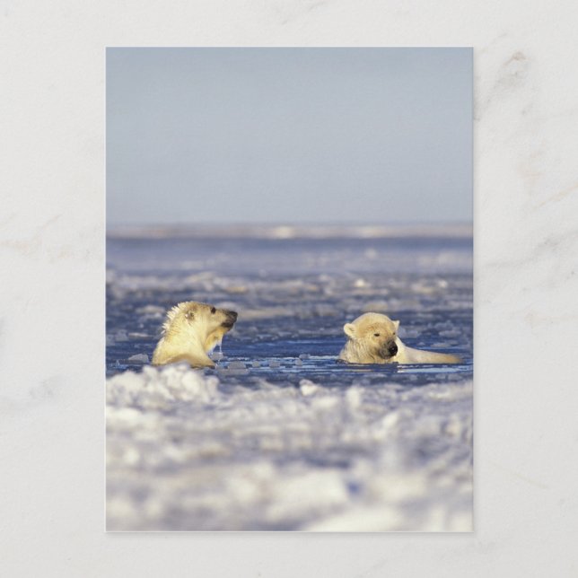 Eisbärenjungen, die im Packeis der Postkarte (Vorderseite)
