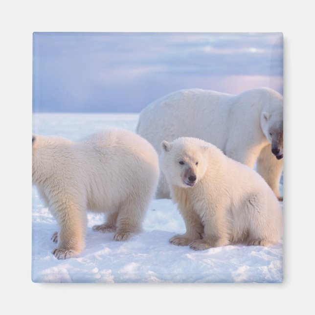 Eisbärensäte mit Naben auf Packeis an der Küste Magnet (Vorne)