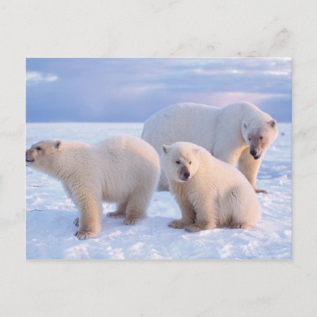 Eisbärensäte mit Naben auf Packeis an der Küste Postkarte (Vorderseite)