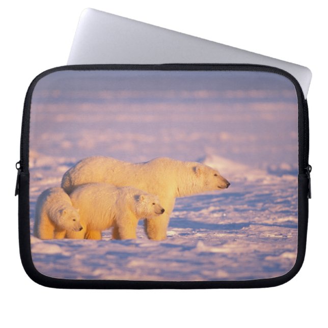 Eisbärensau mit Frühlingsjungen auf dem gefrorenen Laptopschutzhülle (Vorderseite)