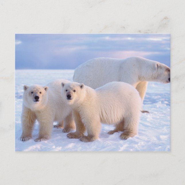 Eisbärensau mit Naben auf Packeis, Küste Postkarte (Vorderseite)