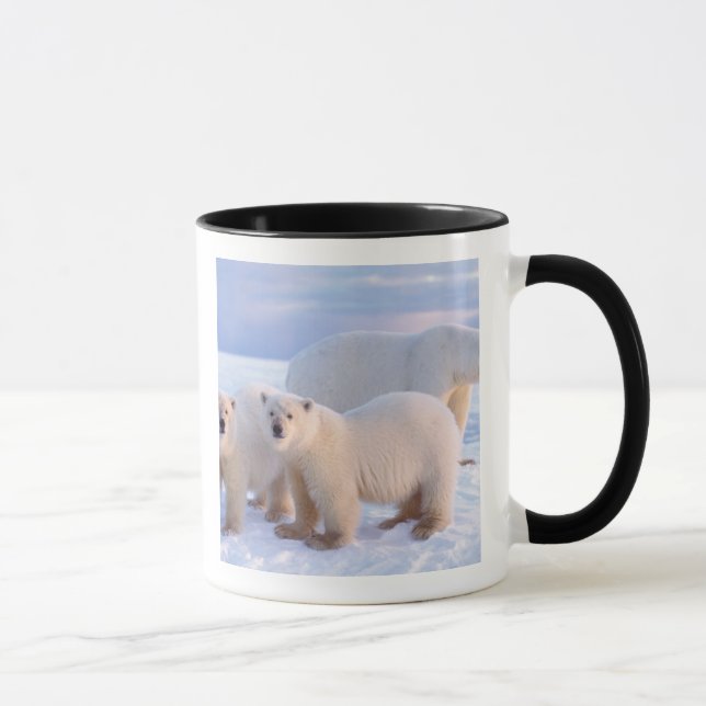 Eisbärensau mit Naben auf Packeis, Küste Tasse (Rechts)