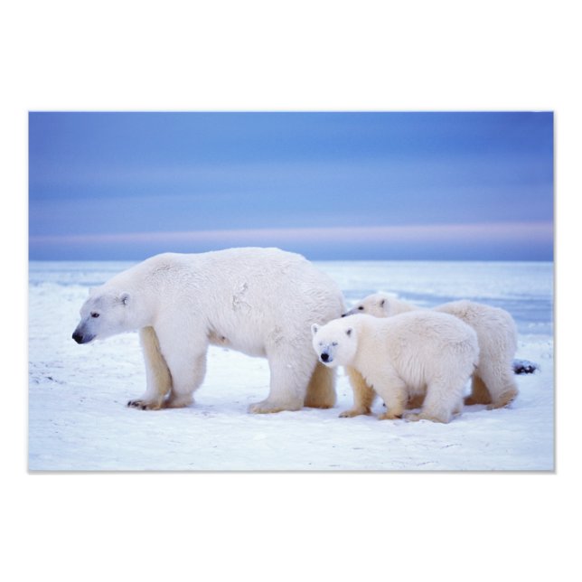 Eisbärensau mit Naben Fotodruck (Vorne)
